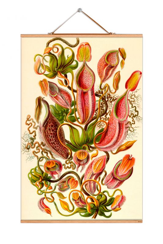Ernst Heinrich Philipp August Haeckel affiche No 12 eicie OFFRE SPECIALE